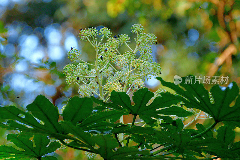 金银花/日本楤木/亮叶纸植物/大叶纸植物